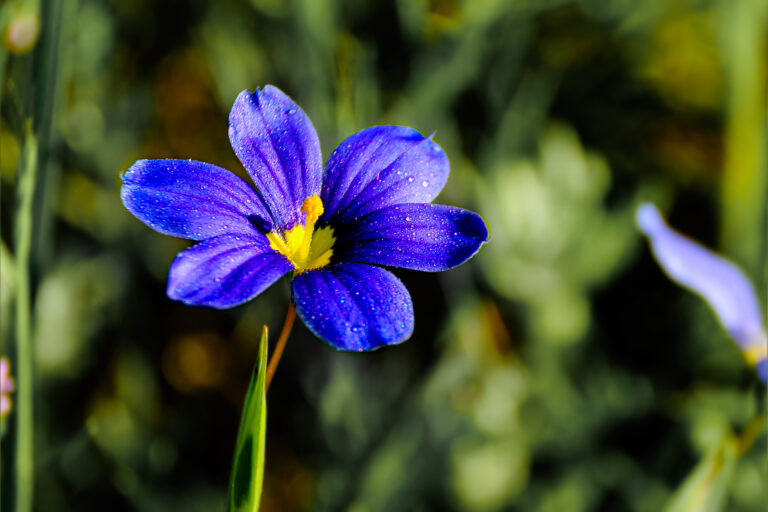 How to Grow Blue-Eyed Grass — Sisyrinchium  