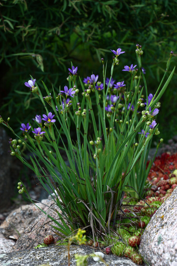 Sisyrinchium idahoense