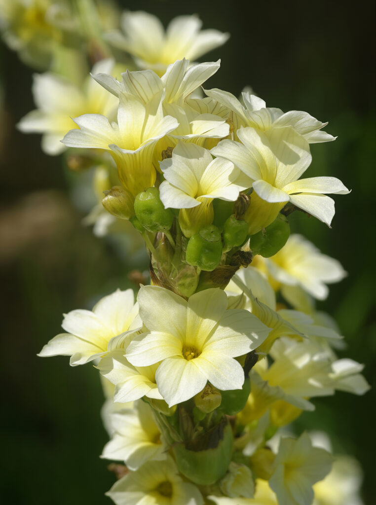 Pale Yellow-eyed Grass - Sisyrinchium striatum