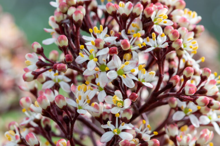 How to Grow Skimmia – Japanese Skimmia