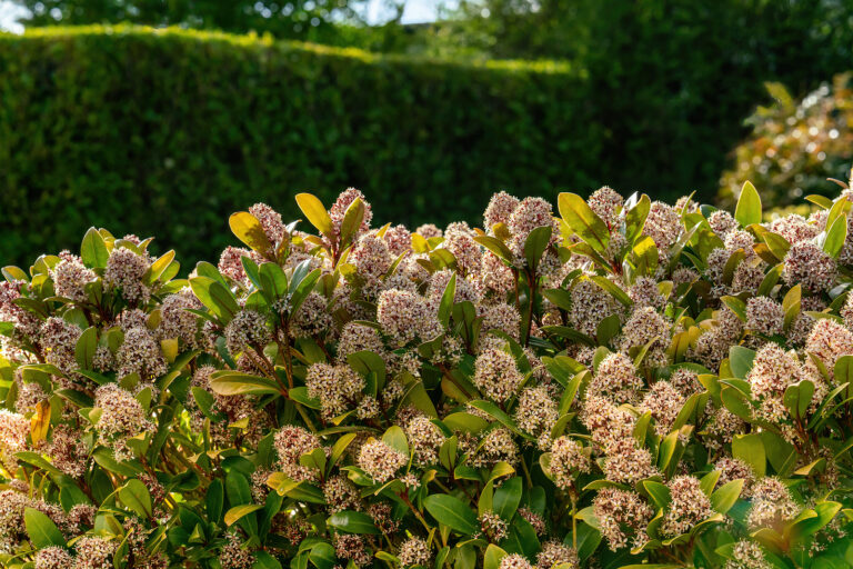 How to Grow Skimmia