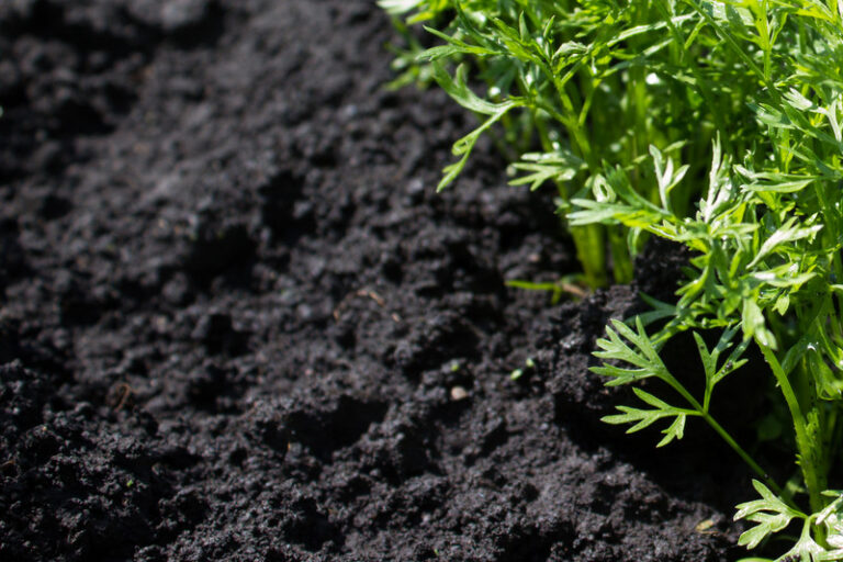 What to Know About Garden Soil