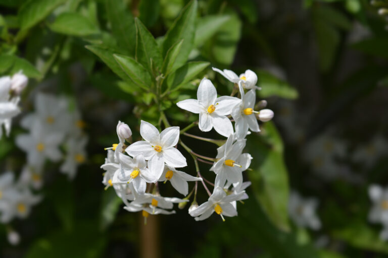 How to Grow Solanum – Potato Vine