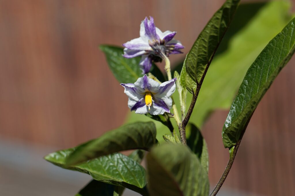 Flower of a pepino, Solanum muricatum