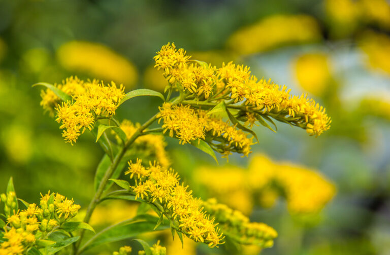 How to Grow Goldenrod — Solidago
