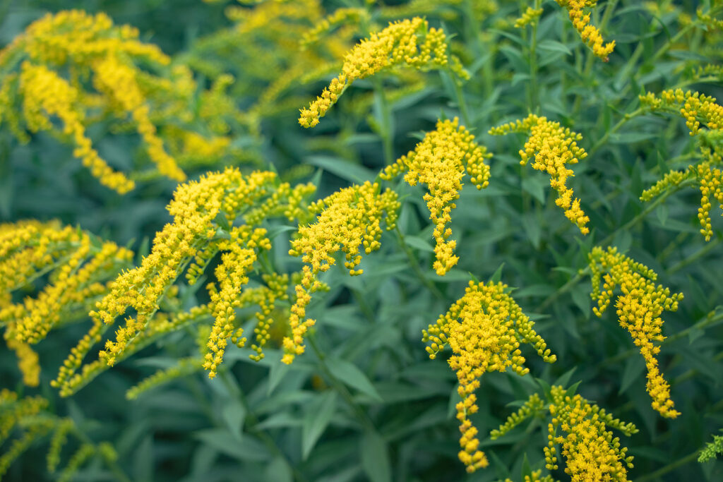 How to Grow Solidago - Goldenrod