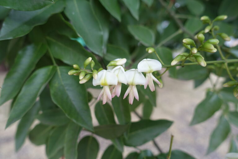 How to Grow Pagoda Tree – Sophora