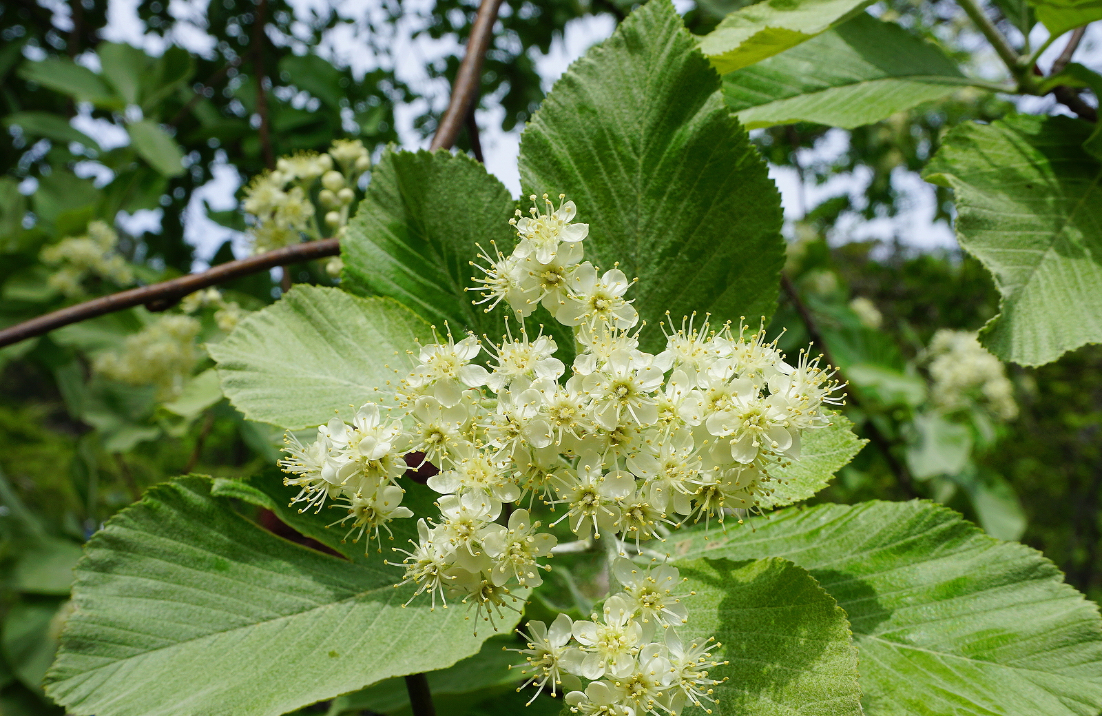 Sorbus alnifolia 