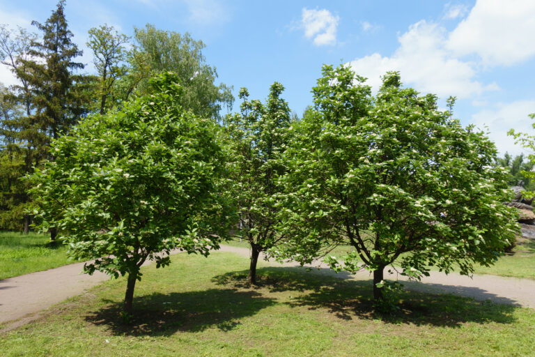 How to Grow Mountain Ash – Sorbus 