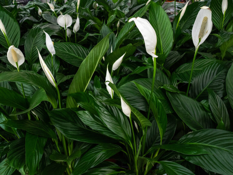How to Grow Peace Lily — Spathiphyllum