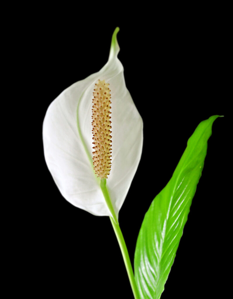 Peace lily, Spathiphyllum 