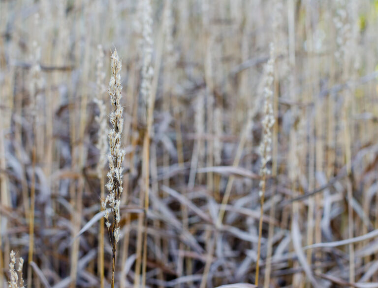 How to Grow Frost Grass – Spodiopogon