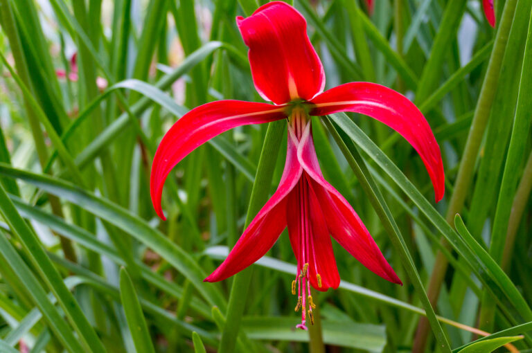 How to Grow Aztec Lily — Sprekelia