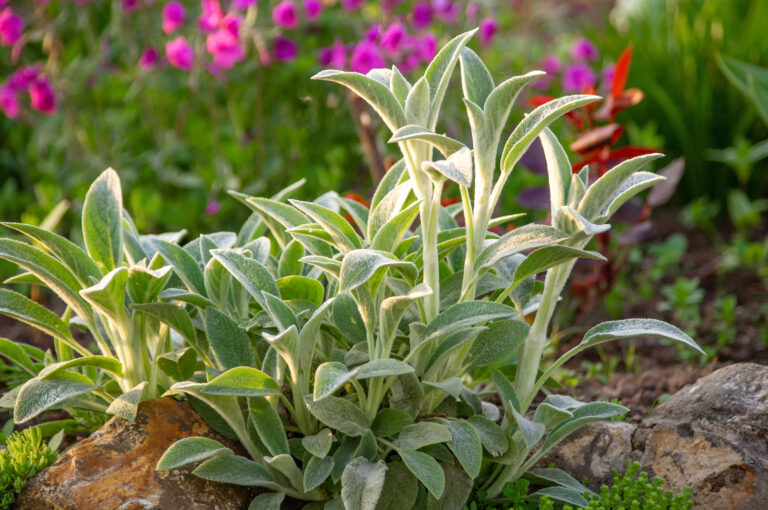 How to Grow Lamb’s Ear — Stachys