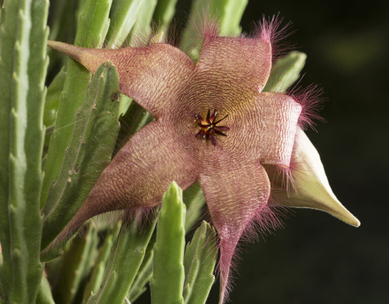 How to Grow Stapelia