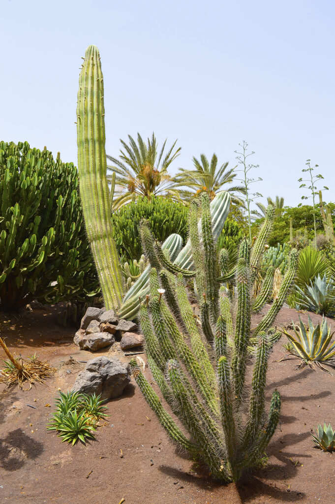 How to Grow Stetsonia - Toothpick Cactus