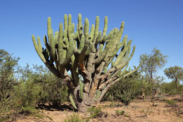 How to Grow Stetsonia – Toothpick Cactus