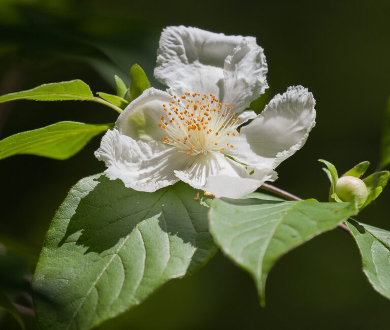 How to Grow Stewartia 