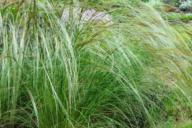 How to Grow Feather Grass – Stipa