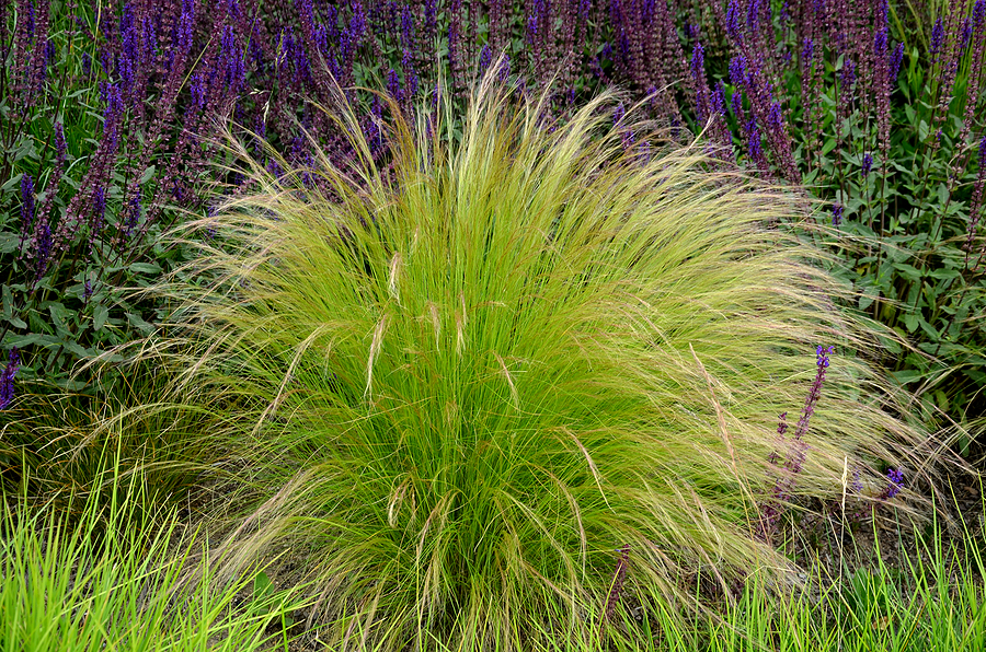 How to Grow Stipa - Feather Grass