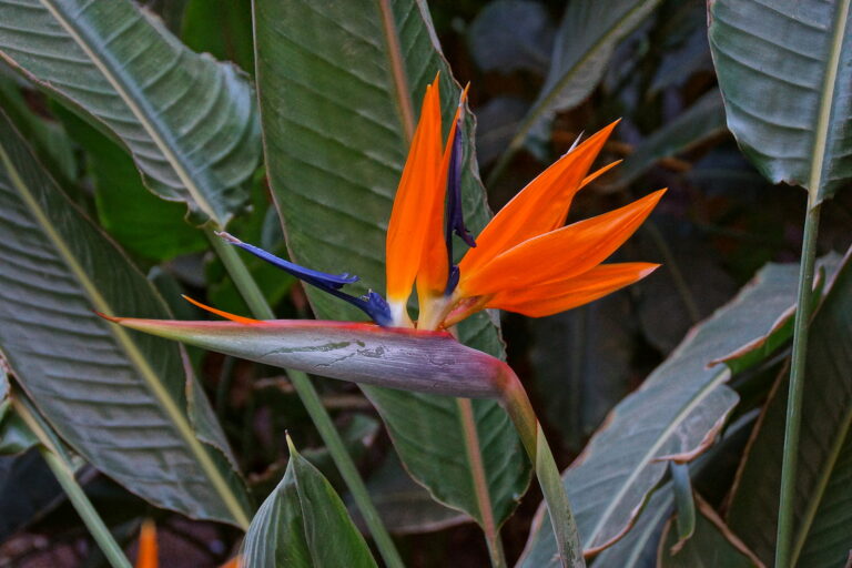 How to Grow Bird of Paradise — Strelitzia