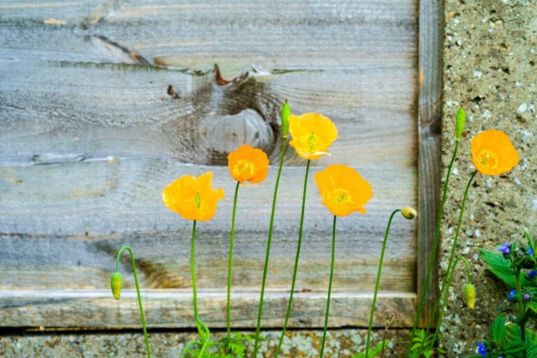 How to Grow Welsh Poppy — Stylophorum
