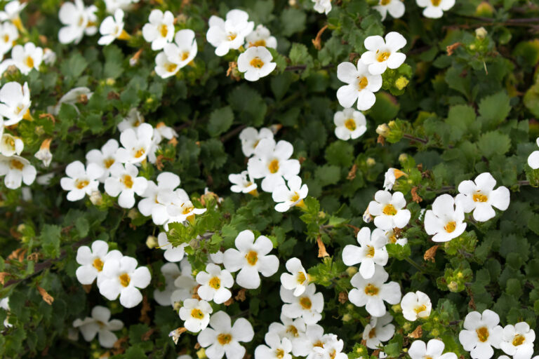 How to Grow Bacopa — Sutera