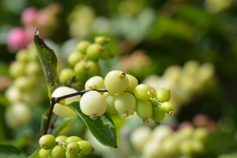 How to Grow Snowberry — Symphoricarpos