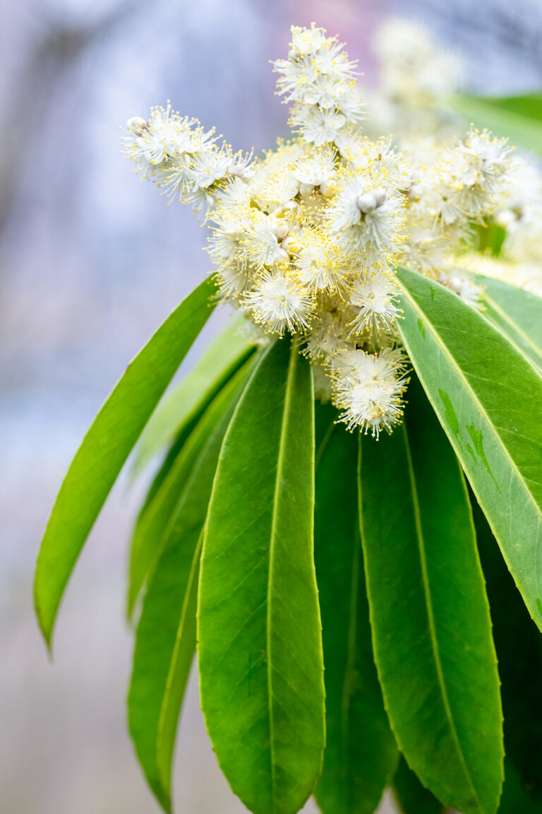 How to Grow Sapphireberry — Symplocos