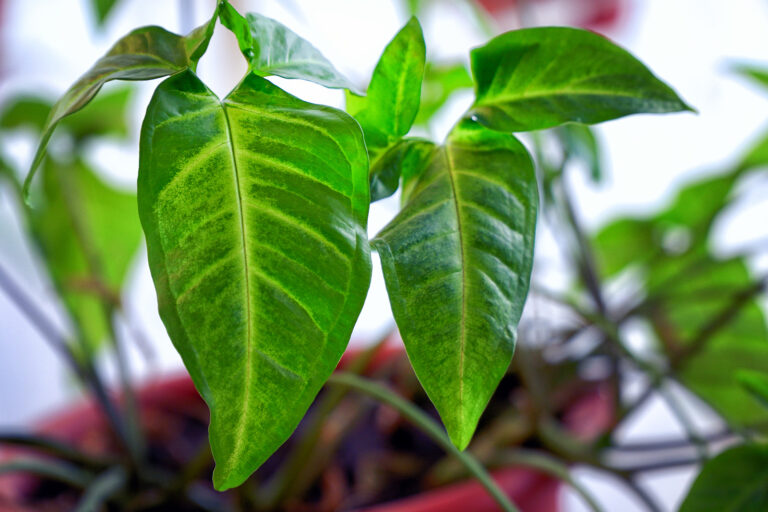 How to Grow Arrowhead Vine — Syngonium