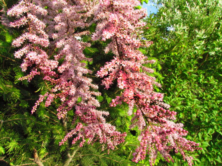 How to Grow Tamarix – Tamarisk