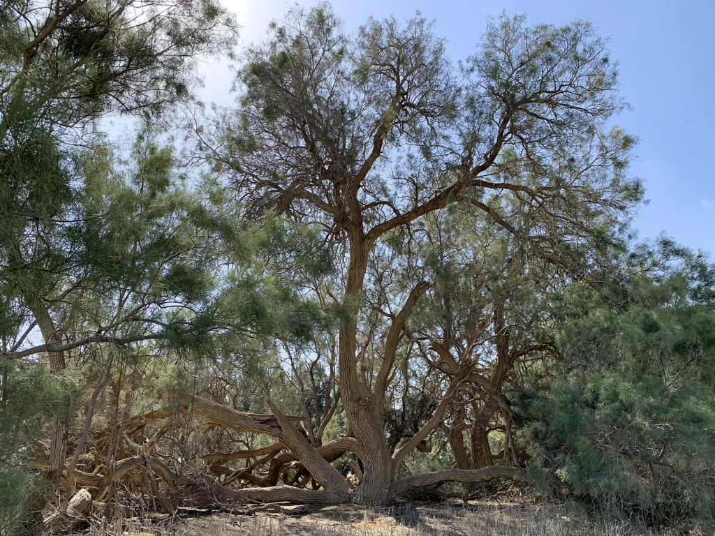 How to Grow Tamarix - Tamarisk