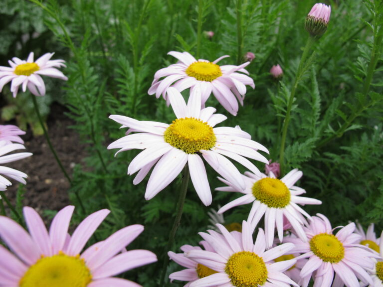 How to Grow Tansy — Tanacetum