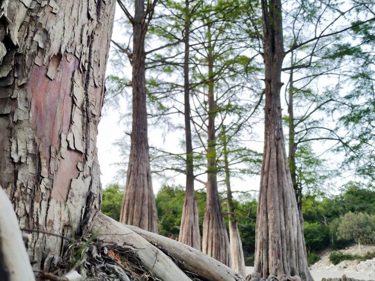 How to Grow Cypress — Taxodium 