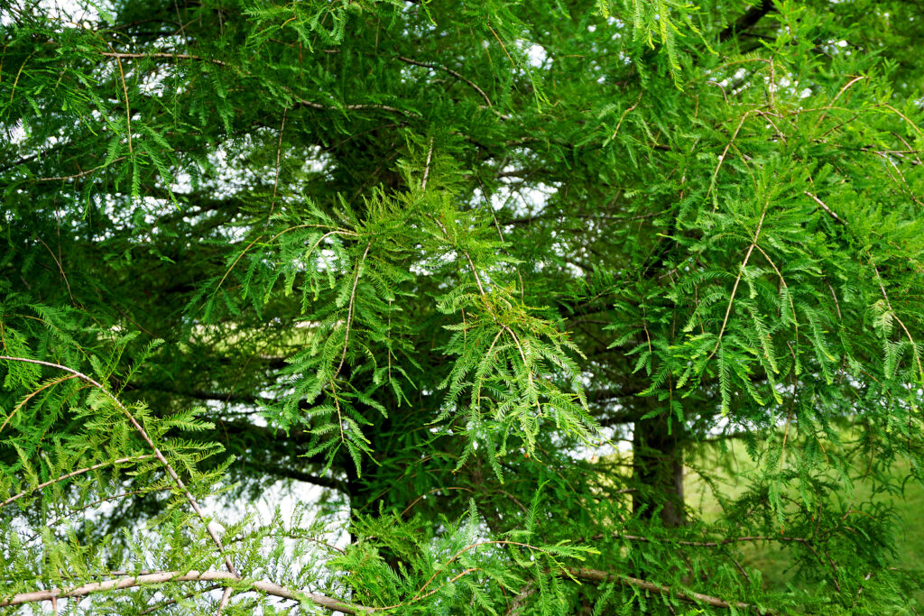 How to Grow Taxodium - Cypress