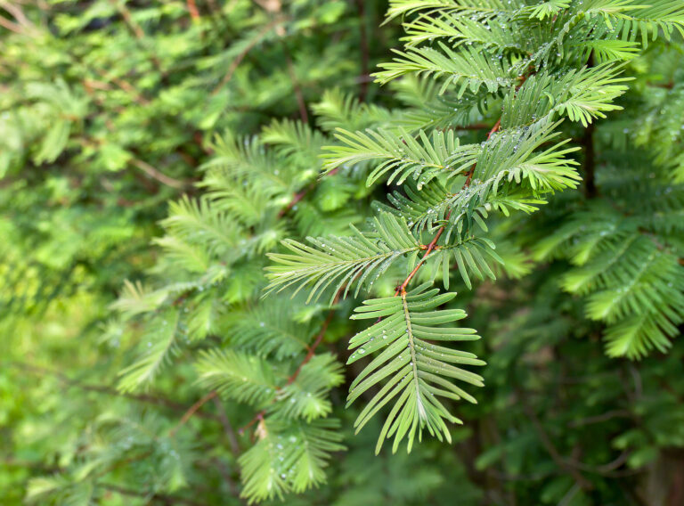 How to Grow Yew – Taxus