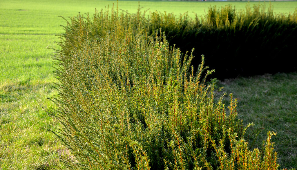 Taxus Baccata Bigstock Taxus Baccata Is An Evergreen 398901086 2 1024x586 