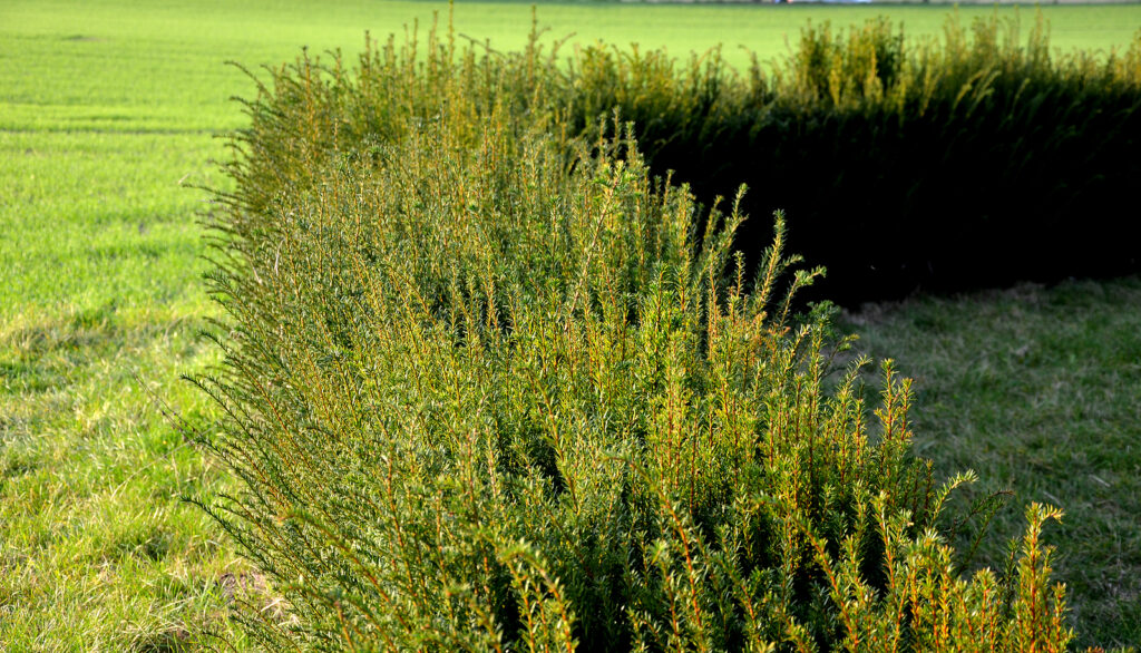 Taxus baccata is an evergreen conifer 