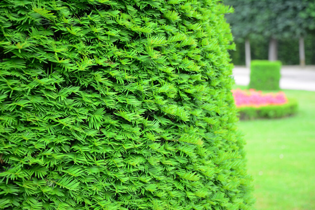 Taxus Bigstock Taxus Baccata European Yew He 347204518 2 1024x683 