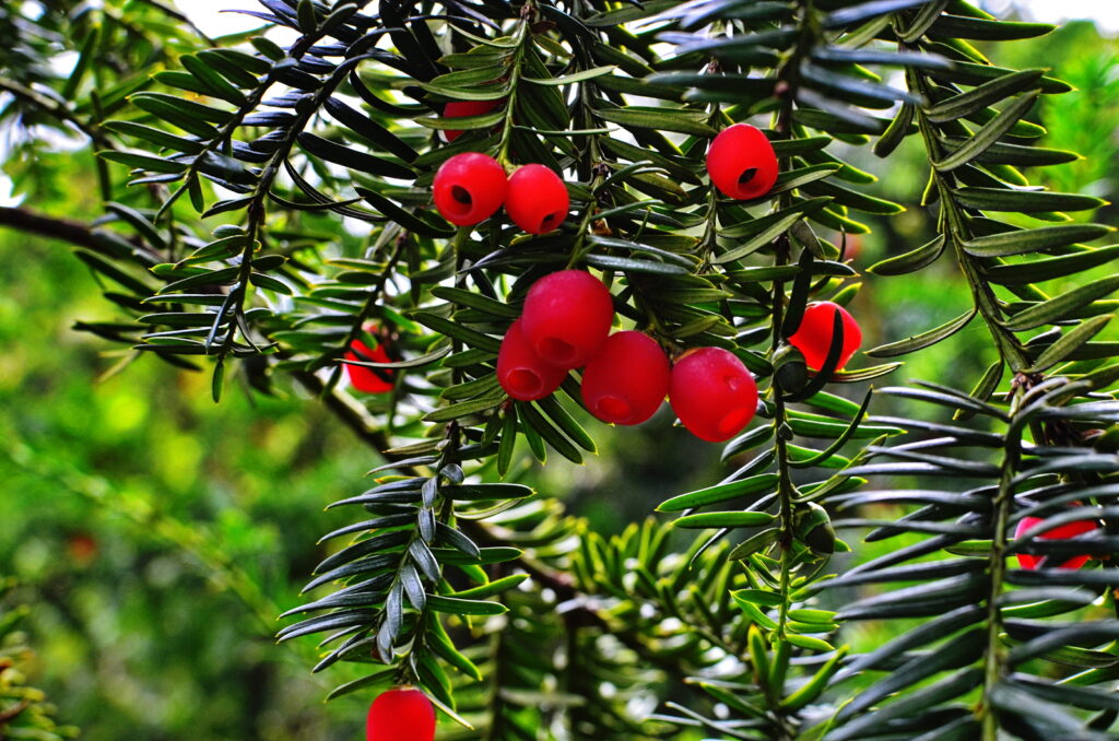 Taxus Bigstock Taxus Baccata Yew Tree 319600966 2 1024x678 