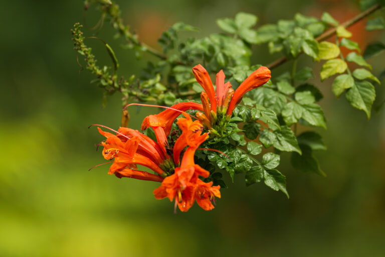 How to Grow Tecomaria — Cape Honeysuckle