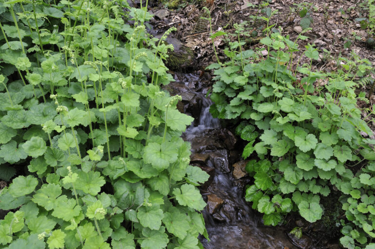 How to Grow Fringe Cups — Tellima