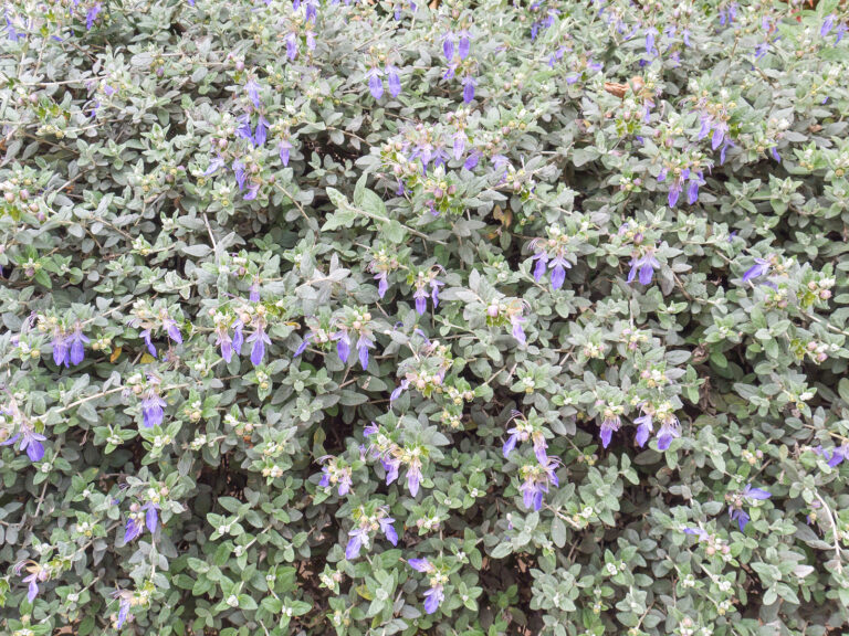How to Grow Teucrium – Germander