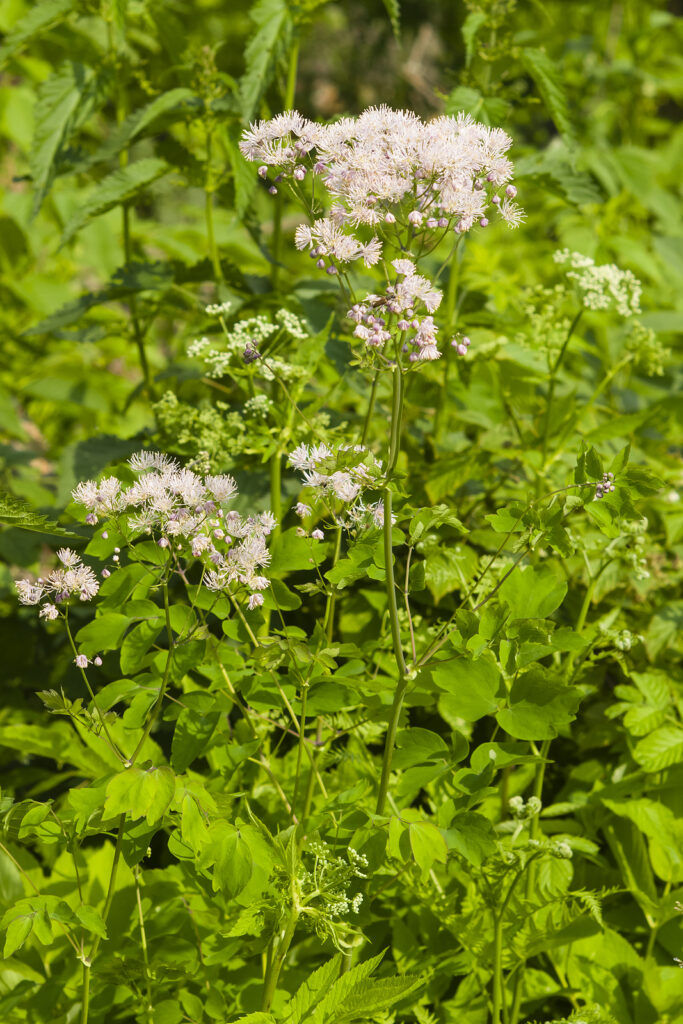 How To Grow Thalictrum - Meadow Rue