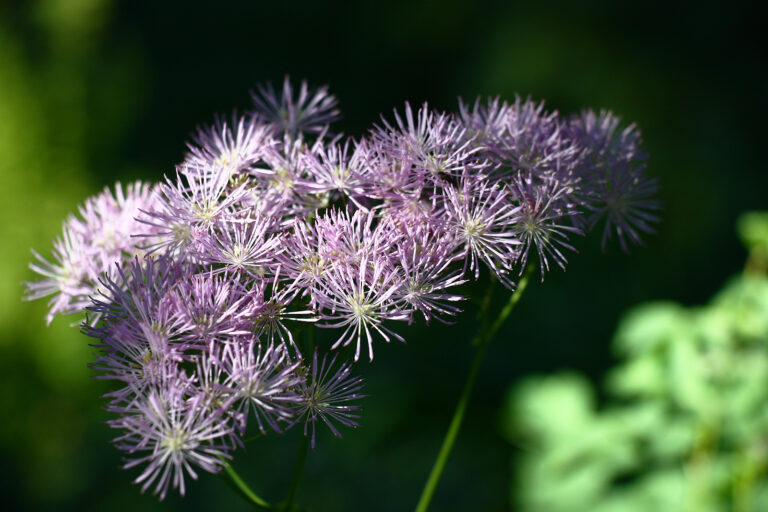 How to Grow Meadow Rue — Thalictrum