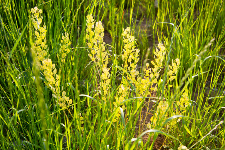 How to Grow False Lupine — Thermopsis