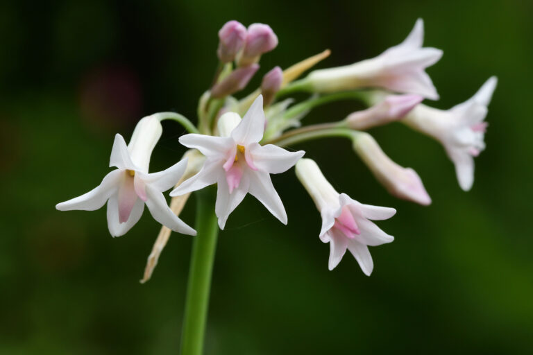 How to Grow Society Garlic – Tuhlbaghia