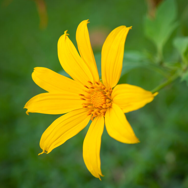 How to Grow  Dahlberg Daisy — Thymophylla