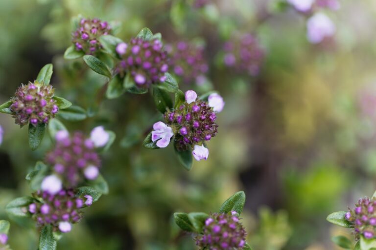 Thyme Planting, Growing & Harvest Guide – Harvest to Table