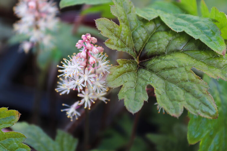 How to Grow Foamflower — Tiarella